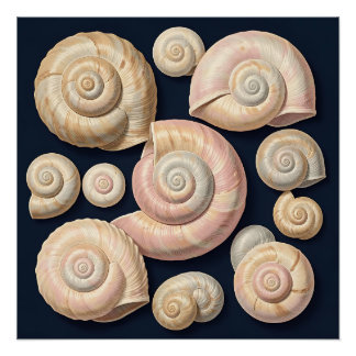 Póster Colección de conchas de caracol beige rosa náutico