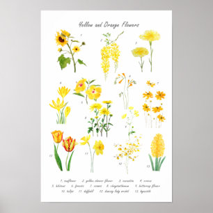 Póster colección de flores amarillas y naranjas