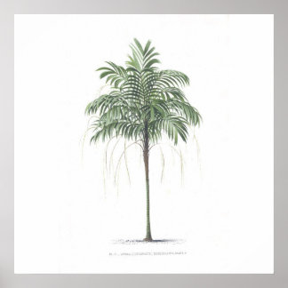 Póster Colección de ilustraciones de árbol de palma