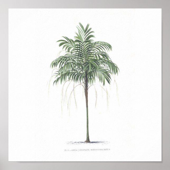 Póster Colección de ilustraciones de árbol de palma (Frente)
