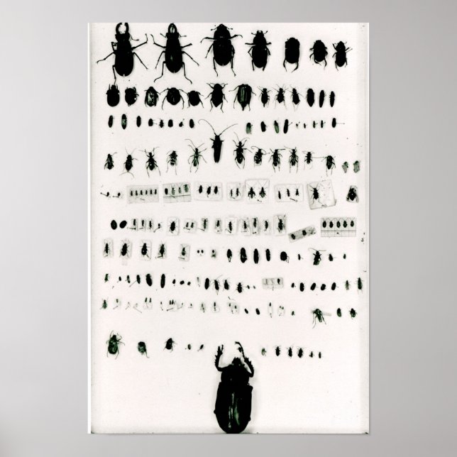 Póster Colección de insectos de Darwin (Frente)
