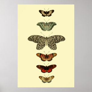 Póster Colección de insectos de mariposa