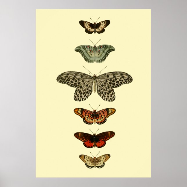 Póster Colección de insectos de mariposa (Frente)