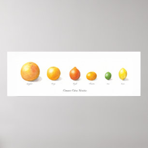 Póster Colección de la fruta cítrica