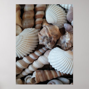 Póster Colección de las marismas, Poster, naturaleza, pla