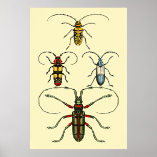 Póster Colección de los insectos del escarabajo