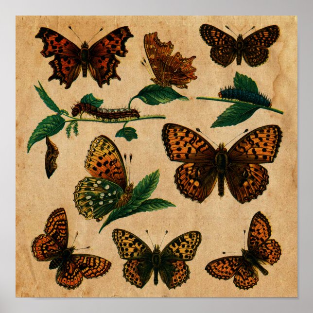 Póster Colección de mariposa y oruga vintage (Frente)