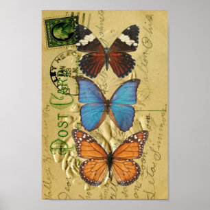 Póster Colección de mariposas