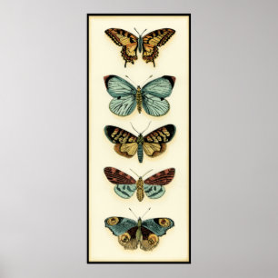 Póster Colección de mariposas por Chariklia Zarris