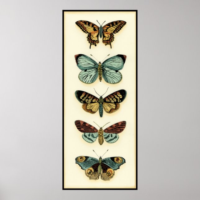 Póster Colección de mariposas por Chariklia Zarris (Frente)