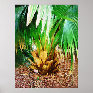 Póster Colección de palmeras IMG_0296, tropical hálida