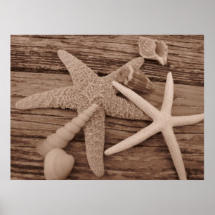 Póster Colección de shell