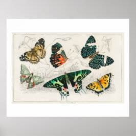 Póster Colección de Vario, EE. UU. - Mariposas.