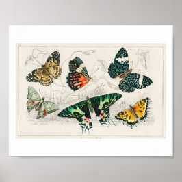 Póster Colección de Vario, EE. UU. - Mariposas.