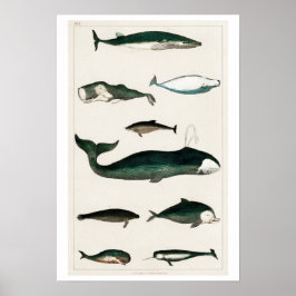 PÓSTER COLECCIÓN DE VINTAJES DE VARIAS BALLENAS POSTER