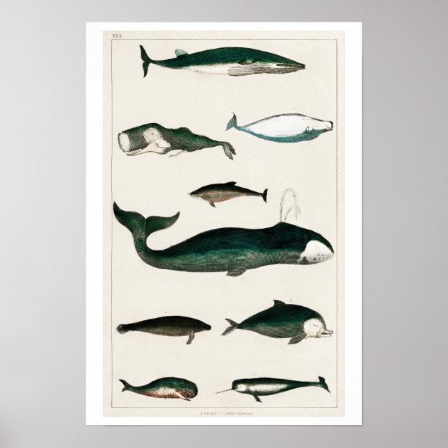 PÓSTER COLECCIÓN DE VINTAJES DE VARIAS BALLENAS POSTER (Frente)