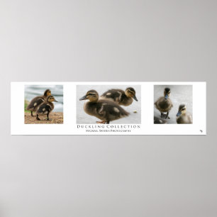 Póster "Colección del anadón", blanca