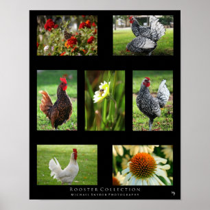 Póster "Colección del gallo "