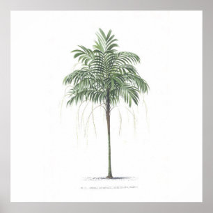 Póster Colección del ilustracion de la palmera