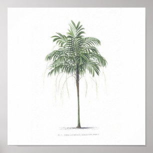 Póster Colección del ilustracion de la palmera