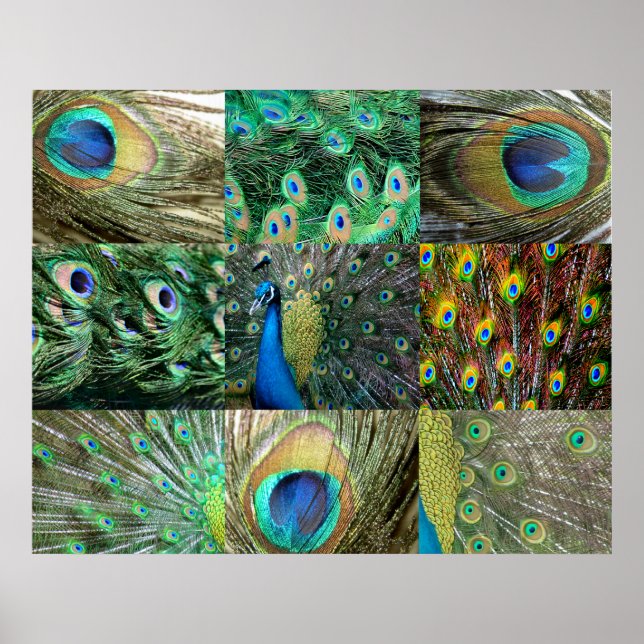 Póster Colección fotográfica Green Blue Peacock (Frente)