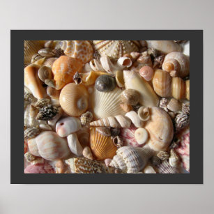 Póster Colección Sanibel Seashell