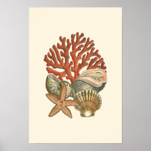 Póster Colección Sealife