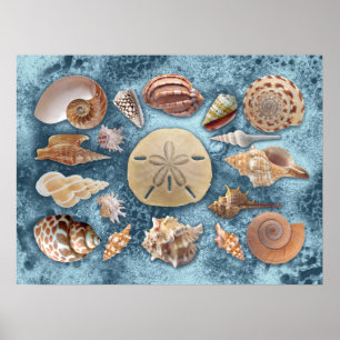 Póster Colección Seashells