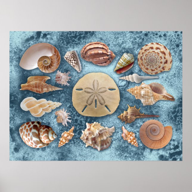 Póster Colección Seashells (Frente)