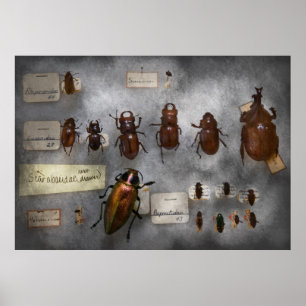 Póster Coleccionista de Insectos - La Colección de Insect