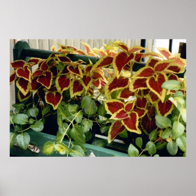 Póster Coleus en Flor (Frente)