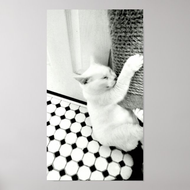 Póster Colgar ahí Poster de gato negro y blanco (Frente)