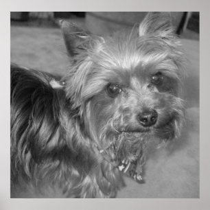 Póster Colgar sin sentido