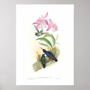 Póster Colibrí