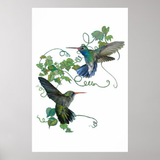 Póster Colibrí