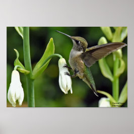 Póster Colibrí