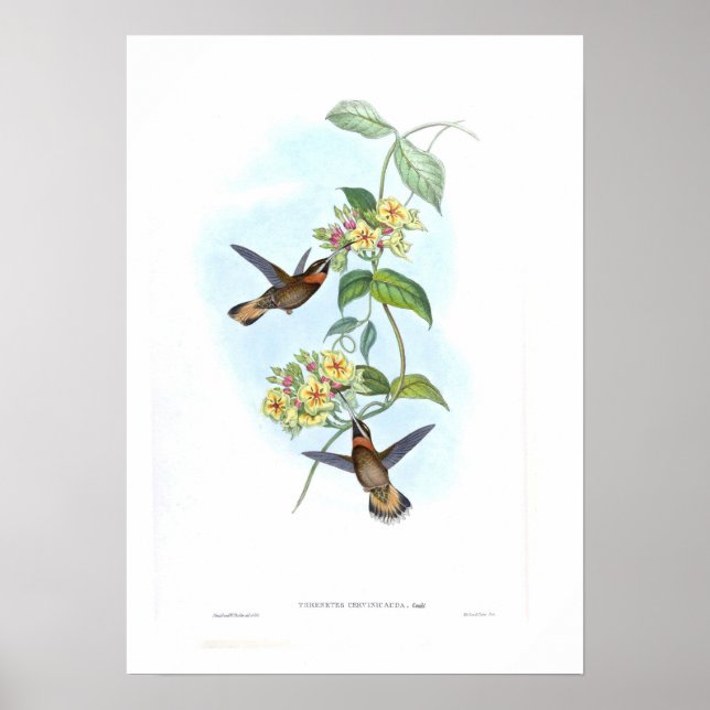Póster Colibrí (Frente)