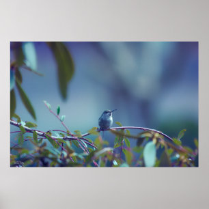 Póster Colibrí 5738