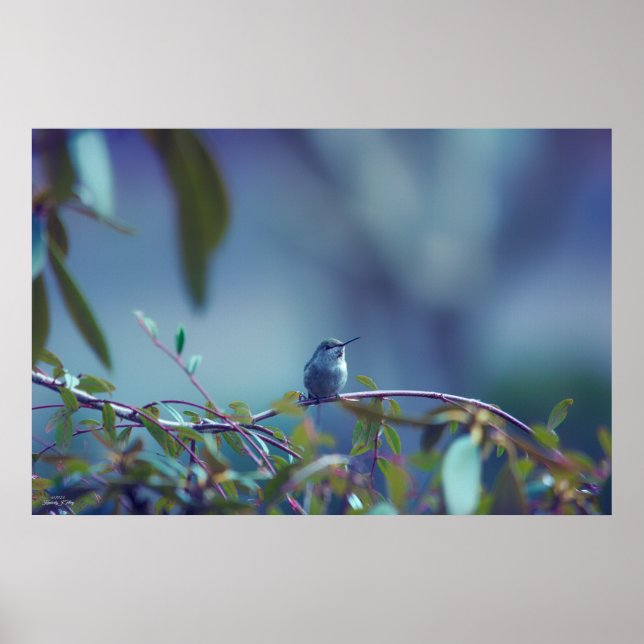 Póster Colibrí 5738 (Frente)