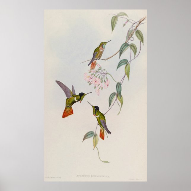 Póster Colibrí Augastes lumachella (Frente)