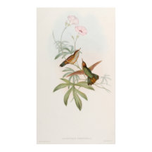 Colibrí avoceta de cola púrpura por John Gould