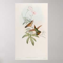 Póster Colibrí avoceta de cola púrpura por John Gould