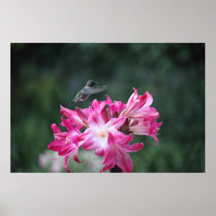 Póster colibrí con lirios de belladonna