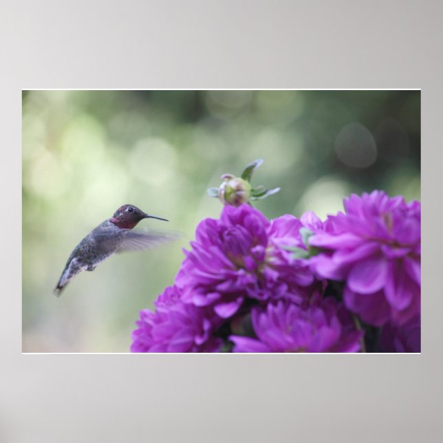 Póster colibrí con poster de dahlias moradas (Frente)