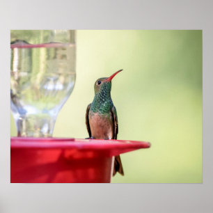 Póster Colibrí con vientre 20x16 en Texas