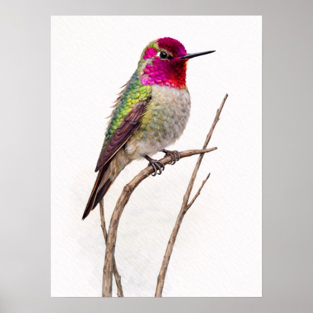 Póster Colibrí de Anna Colorido (Frente)