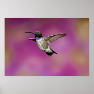 Póster Colibrí de barbilla negra, Archilochus