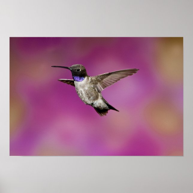 Póster Colibrí de barbilla negra, Archilochus (Frente)