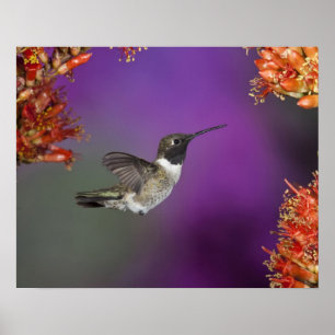 Póster Colibrí de barbilla negra, Archilochus alexandri,