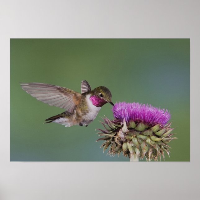 Póster Colibrí de cola ancha, Selasphorus (Frente)